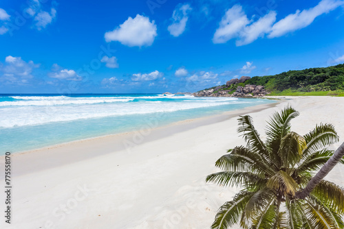 Cocotier sur plage de Grande Anse, la Digue, seychelles 