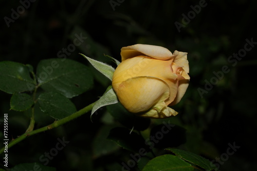 "Floribunda" is a term commonly used in the world of roses to describe a specific type of rose cultivar or hybrid. 黃玫瑰