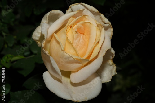 "Floribunda" is a term commonly used in the world of roses to describe a specific type of rose cultivar or hybrid. 黃玫瑰