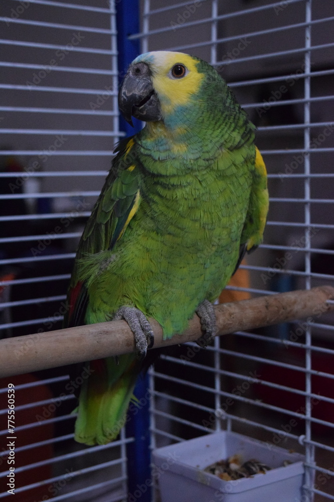 Obraz premium loro