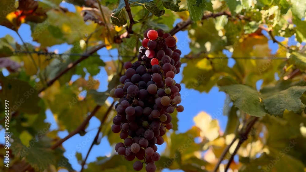 red grapes on a vine