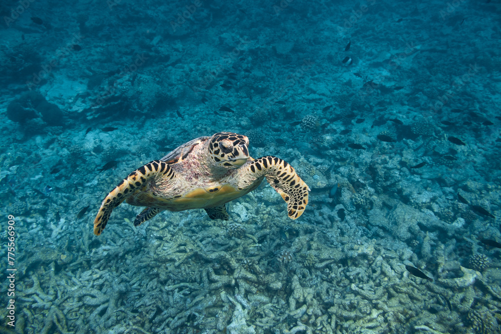 Obraz premium Eretmochelys imbricata Hawksbill sea turtle swimming in blue lagoon