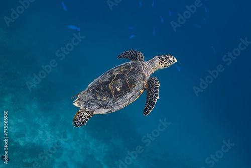 Eretmochelys imbricata Hawksbill sea turtle swimming in blue lagoon