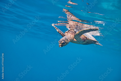 Eretmochelys imbricata Hawksbill sea turtle swimming in blue lagoon