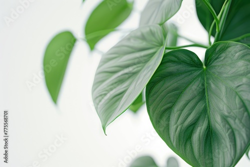 Philodendron hederaceum or Heartleaf philodendron green leaves on white background photo