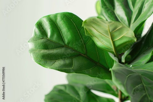 Fiddle Leaf Fig white leaves on white background