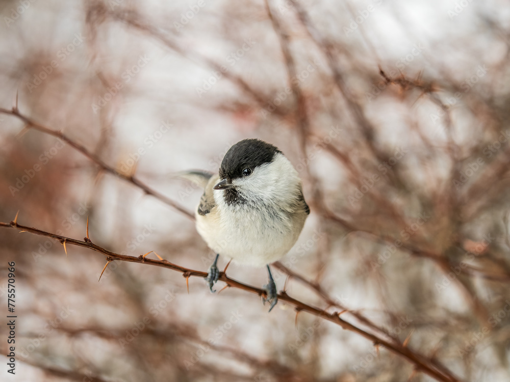 Cute bird the willow tit, song bird sitting on a branch without leaves in the winter.