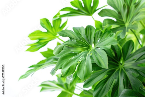 philodendron green leaves on white background