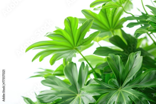 philodendron green leaves on white background