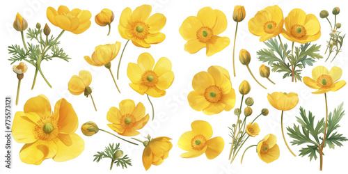 Watercolor yellow flower clipart for graphic resources