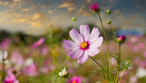 Blooms of Infinity: Cosmos Flowers in the Field" © aazam
