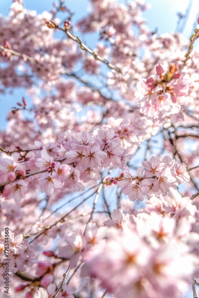 茨城県水戸市 桜咲く六地蔵寺 茨城県水戸市 桜咲く六地蔵寺