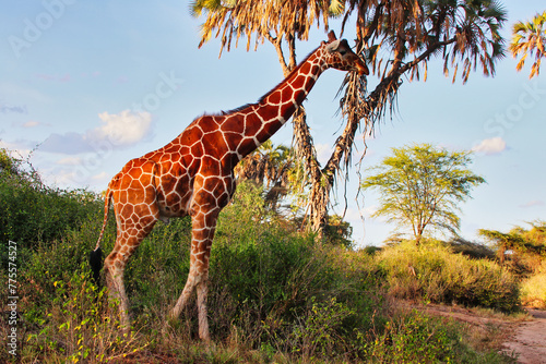 A stately endangered Reticulated Giraffe strolls against the backdrop of Doum palms  endemic to North Kenya at the Buffalo Springs Reserve in Samburu County  Kenya