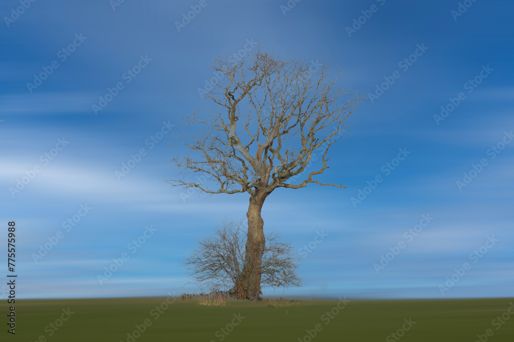 tree on a hill