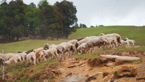 Heard of sheep grazing on green summer meadows in mountains at Manali, Himachal Pradesh, India. Sheep in the mountain. Farm animals outdoors.  photo