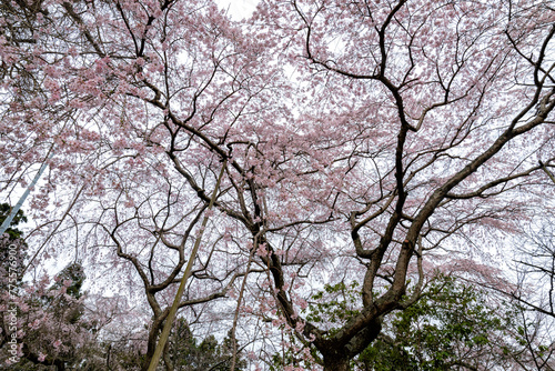 Wallpaper Mural 茨城県水戸市　桜咲く六地蔵寺 Torontodigital.ca