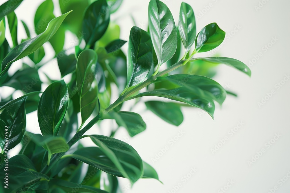 Close up view of zz plant on white background