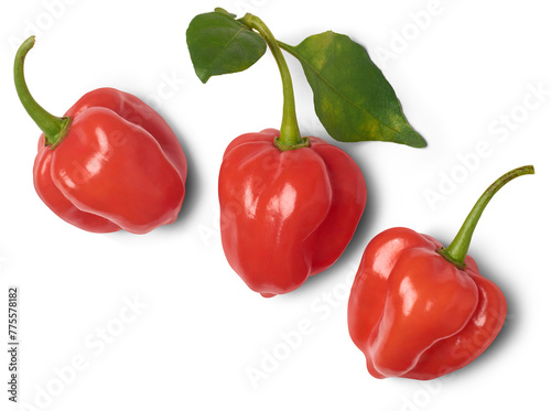 Fotografía three red habanero chili peppers isolated white background, capsicum chinense, h