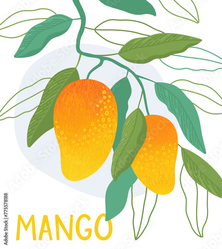Mango. Fresh, sweet, ripe tropical fruits. Yellow and orange mango, green leaves. Exotic fruits. Healthy dessert, organic mango. Cartoon vector illustration. Design for card, poster.