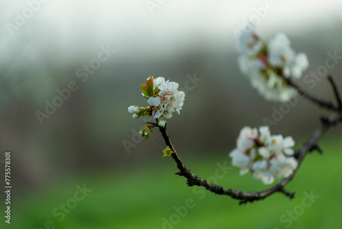 Photography Cerisier en fleurs
