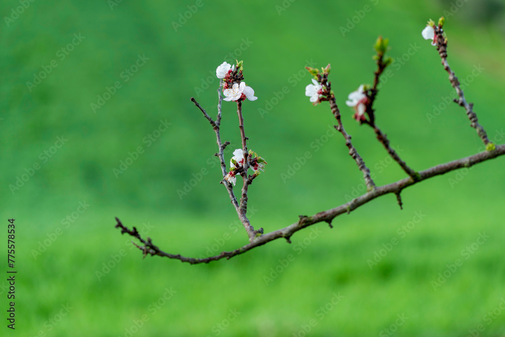 Branche de cerisier au printemps Branche de cerisier au printemps