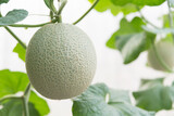 Fresh green melon in greenhouse