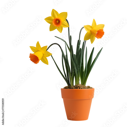 Daffodil element in PNG format with transparent background © Mehedi