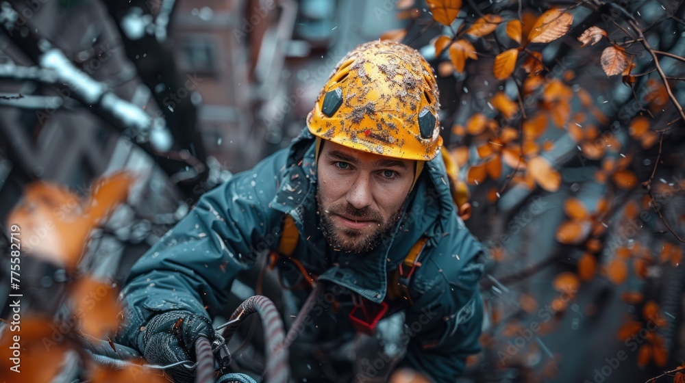 Arborist men working to trim trees. Arborist men working to trim trees.