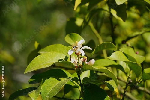 A honey bee, or Apis mellifera, on a flower of a bitter orange, or Citrus aurantium tree