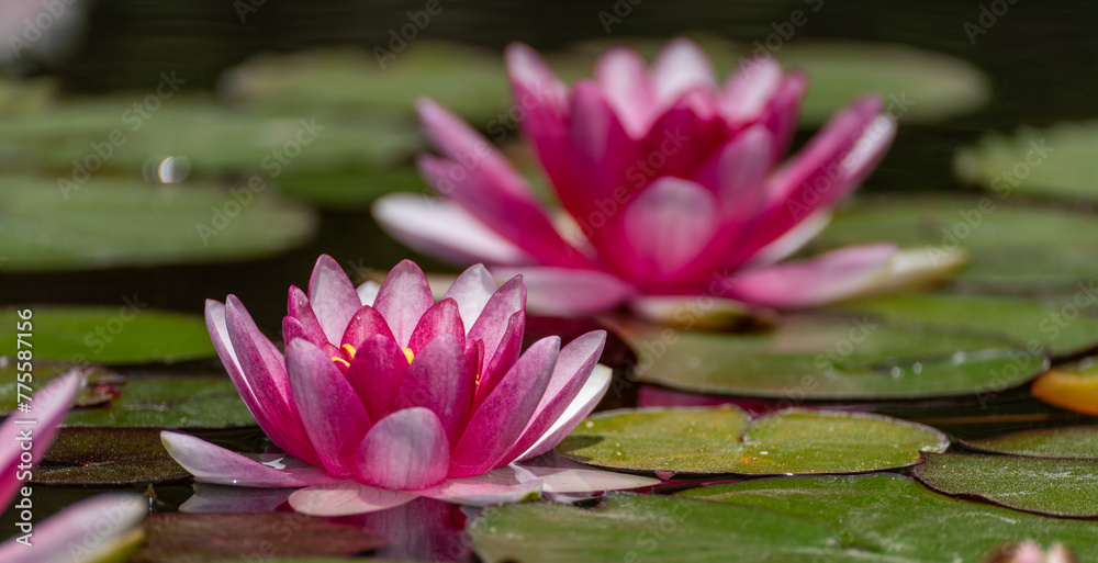 Pink lotus water lily flower in pond, waterlily with green leaves blooming Pink lotus water lily flower in pond, waterlily with green leaves blooming