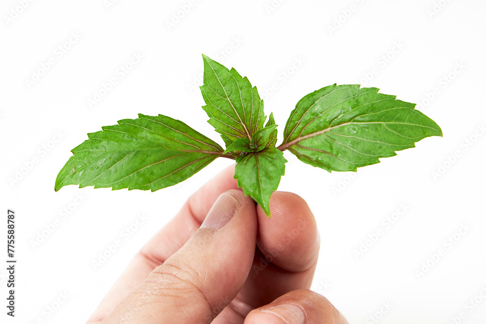 Hand holding Basil (Ocimum basilicum) isolated on white background. Red rubin basil. Fresh leaves contain essential oils that can be used as medicine in many ways, and used for cooking and decorating. Hand holding Basil (Ocimum basilicum) isolated on white background. Red rubin basil. Fresh leaves contain essential oils that can be used as medicine in many ways, and used for cooking and decorating.