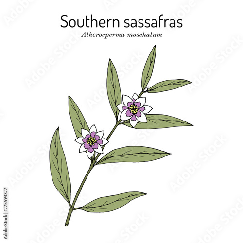 Southern or blackheart sassafras (Atherosperma moschatum), edible and medicinal plant. Hand drawn botanical vector illustration photo