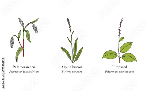 Collection of edible and medicinal plants. Hand drawn botanical vector illustration photo
