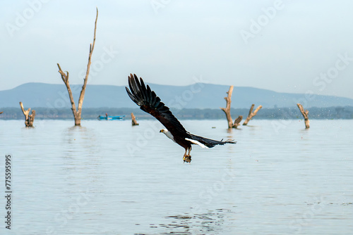 An eagle is fishing on the lake. African fish eagle, Naivasha Lake National Park, Kenya