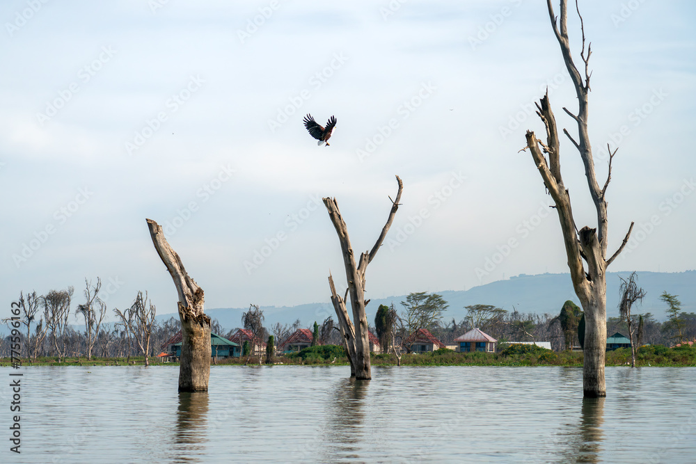 African Fish Eagle flying above trees African Fish Eagle flying above trees
