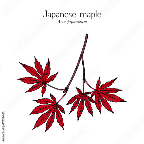 Acer japonicum, Japanese-maple, or fullmoon maple, ornamental plant.