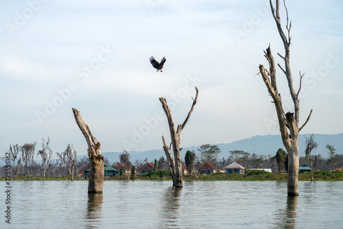 African Fish Eagle flying above trees