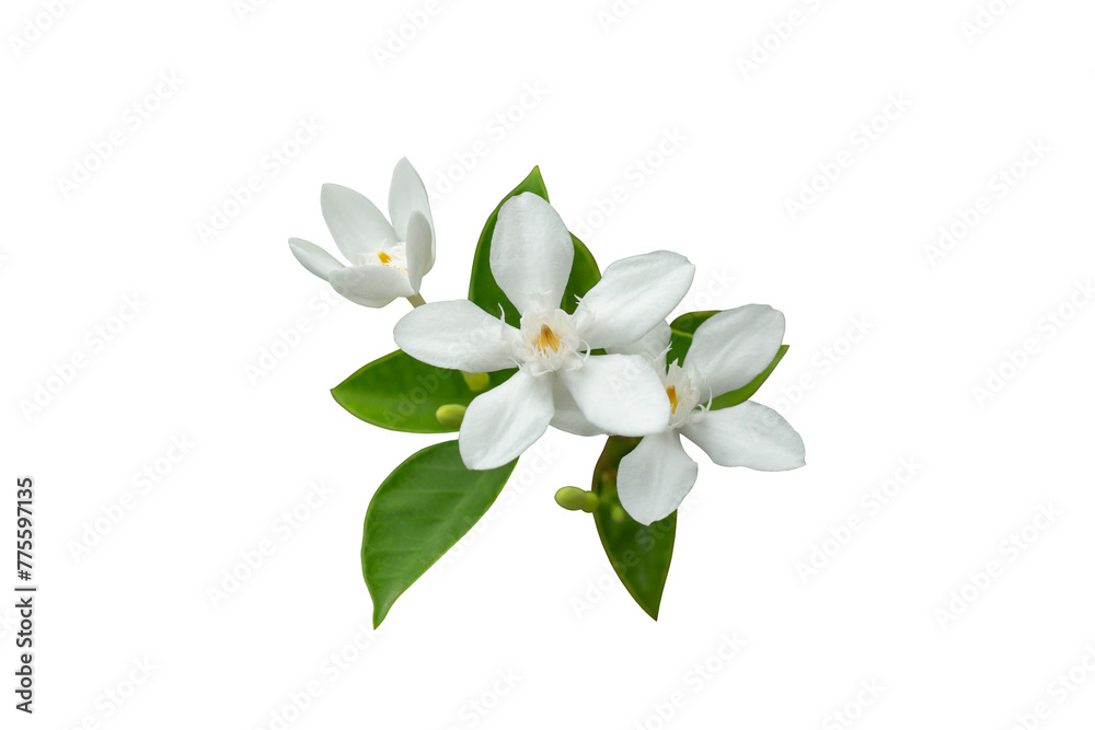 Obraz premium Snowflake, Milky Way, Arctic Snow, Winter Cherry Tree, Sweet Indrajao, Pudpitchaya or wrightia antidysenterica bloom in the garden isolated on white background included clipping path.