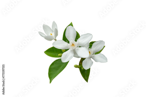 Snowflake, Milky Way, Arctic Snow, Winter Cherry Tree, Sweet Indrajao, Pudpitchaya or wrightia antidysenterica bloom in the garden isolated on white background included clipping path. © Pannarai