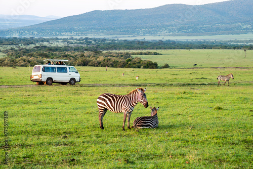 zebra standing in savanna grassland with background of safari tourist car. Masai Mara National Reserve Kenya