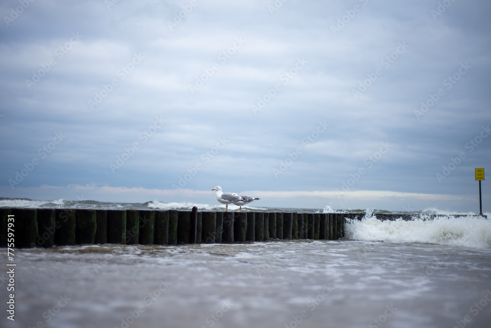 Möwen am Meer