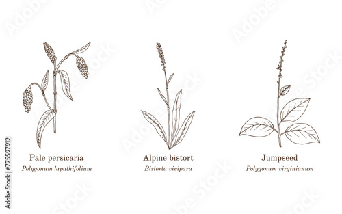 Collection of edible and medicinal plants photo