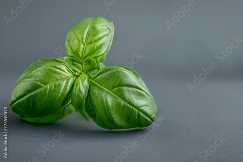 Basil leaves scattered on the ground, fresh and aromatic photo