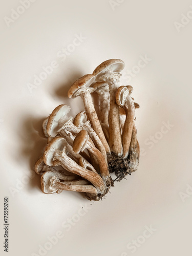 On a beige background lies a family of mushrooms with a mushroom bed. copy space. Mushroom Trend