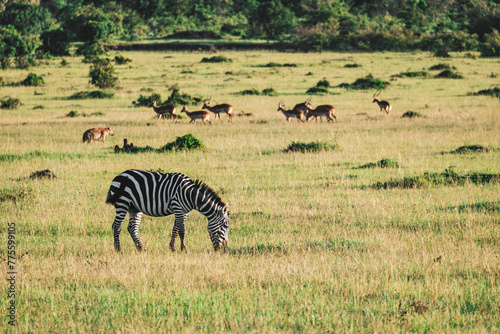 A lot of zebras are eating grass in a field against the background of a green forest.. National Park  Kenya  Africa
