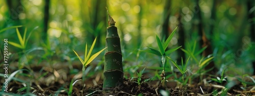 Bamboo shoot grow in the earth, The color is simple and fresh, The feeling of spring