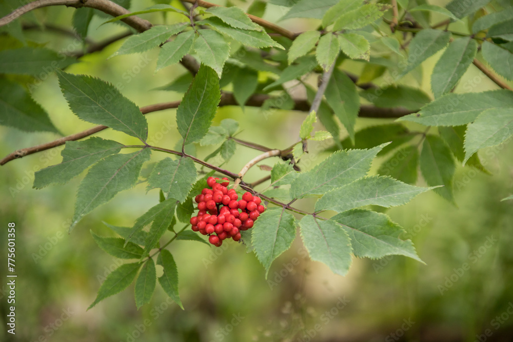 berries, fruts of lilac, Sambucus racemosa, red elderberry, red berried elder berries, fruts of lilac, Sambucus racemosa, red elderberry, red berried elder