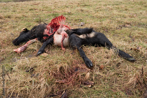 Bilde på lerret the remains of a black sheep killed and partially eaten at night by a pack of wo
