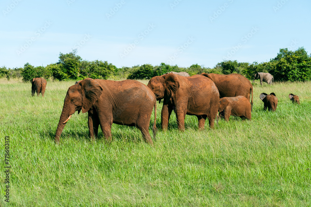 African elephant in Maasai Mara National Reserve, Kenya