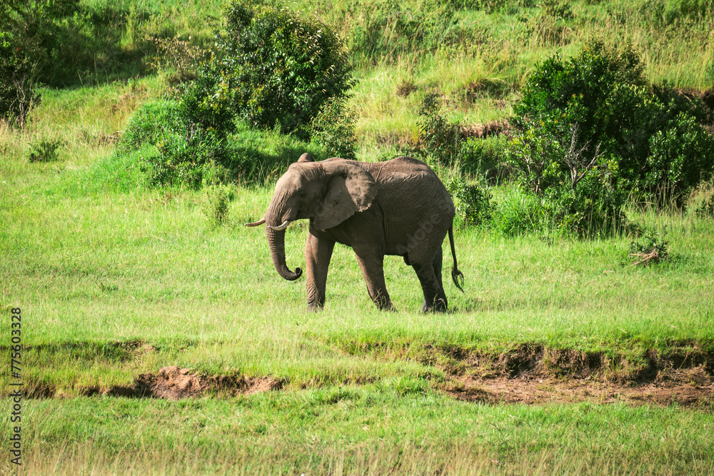 Elephant in the grass, beautiful evening light. Wildlife scene from nature, elephant in the habitat, Moremi, Okavango delta, Botswana, Africa. Green wet season, blue sky. African safari. - obrazy, fototapety, plakaty 